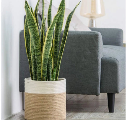 Cotton Large Woven Storage Basket 11x11 Inch Pack of 1 (Beige White)